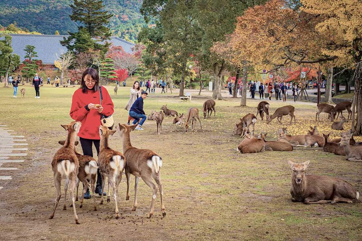 Day trip to Nara | Best things to do in Kyoto | Bucket List Travels