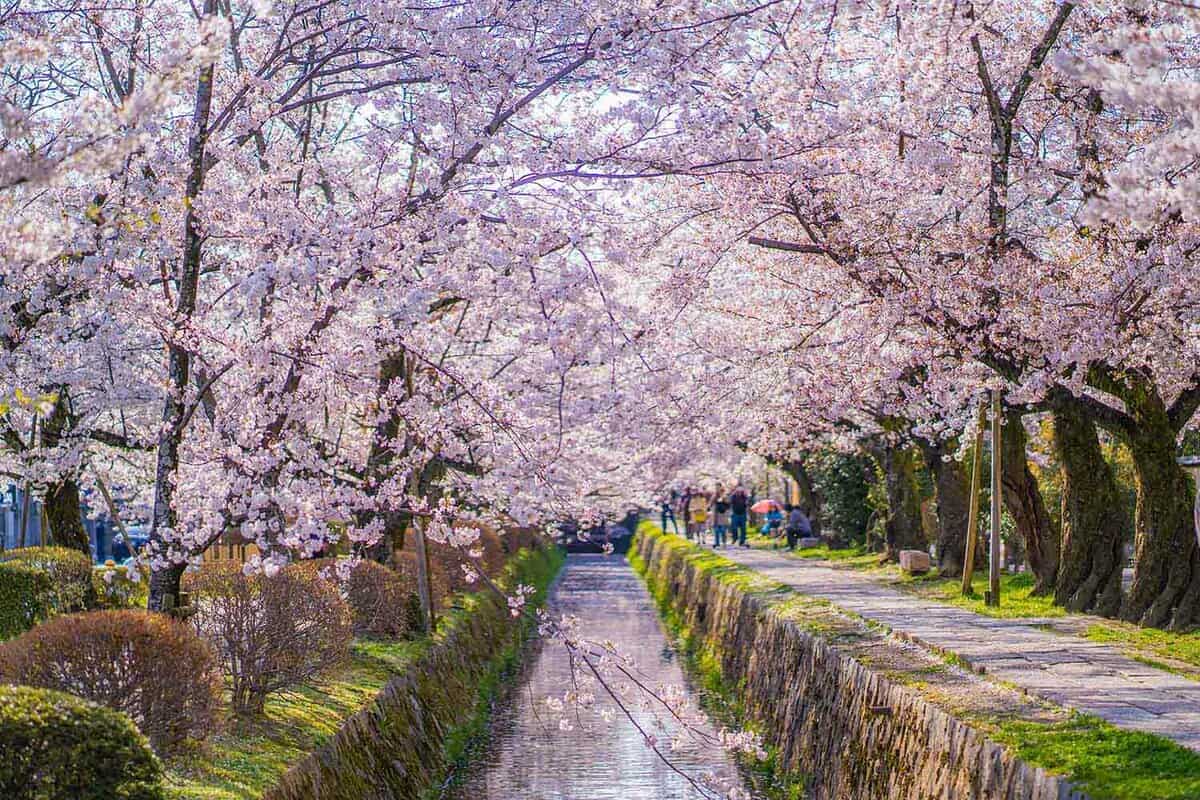 Pink blossom over long garden walkway