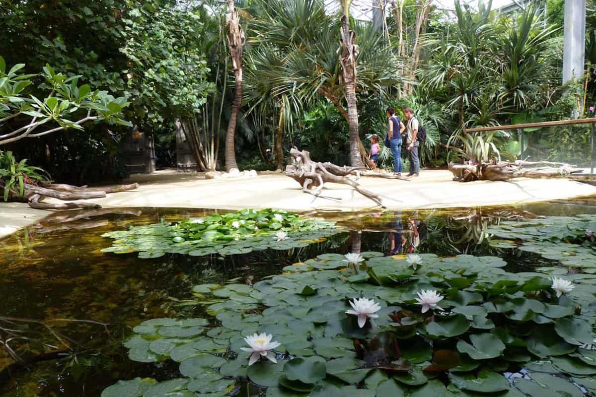 Flowering lilies on a lily pond