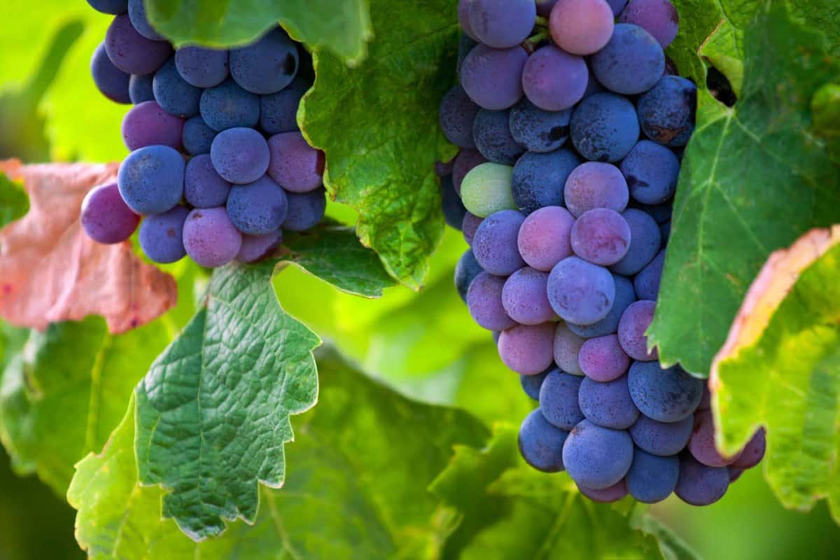 Close up of some wine grapes in the Loire Valley Wine Region