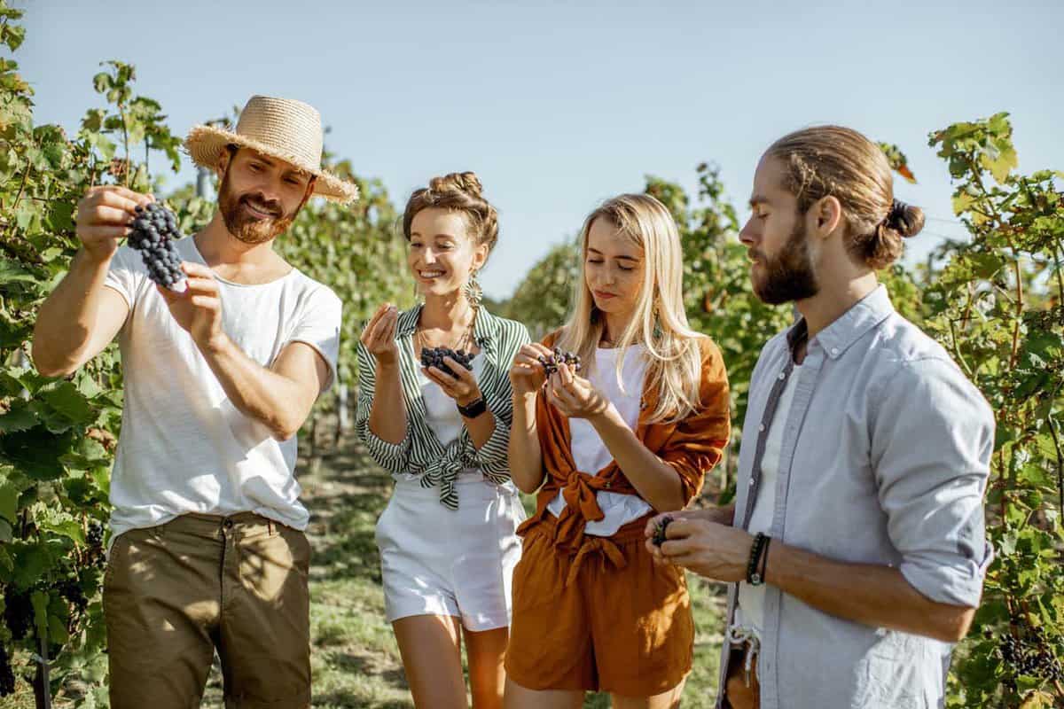 Group of a young friends tasting grapes on the vineyard, having fun while hanging out together at the winery on a sunny morning