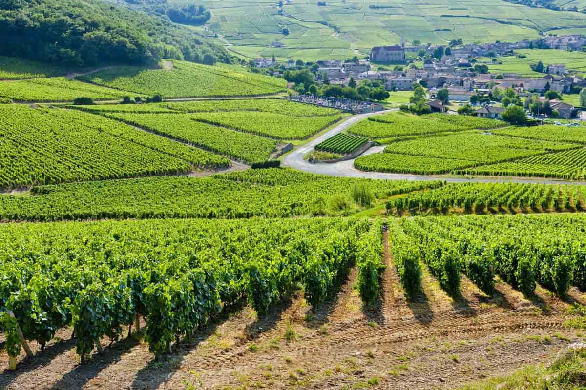 View of vineyards towards a small village