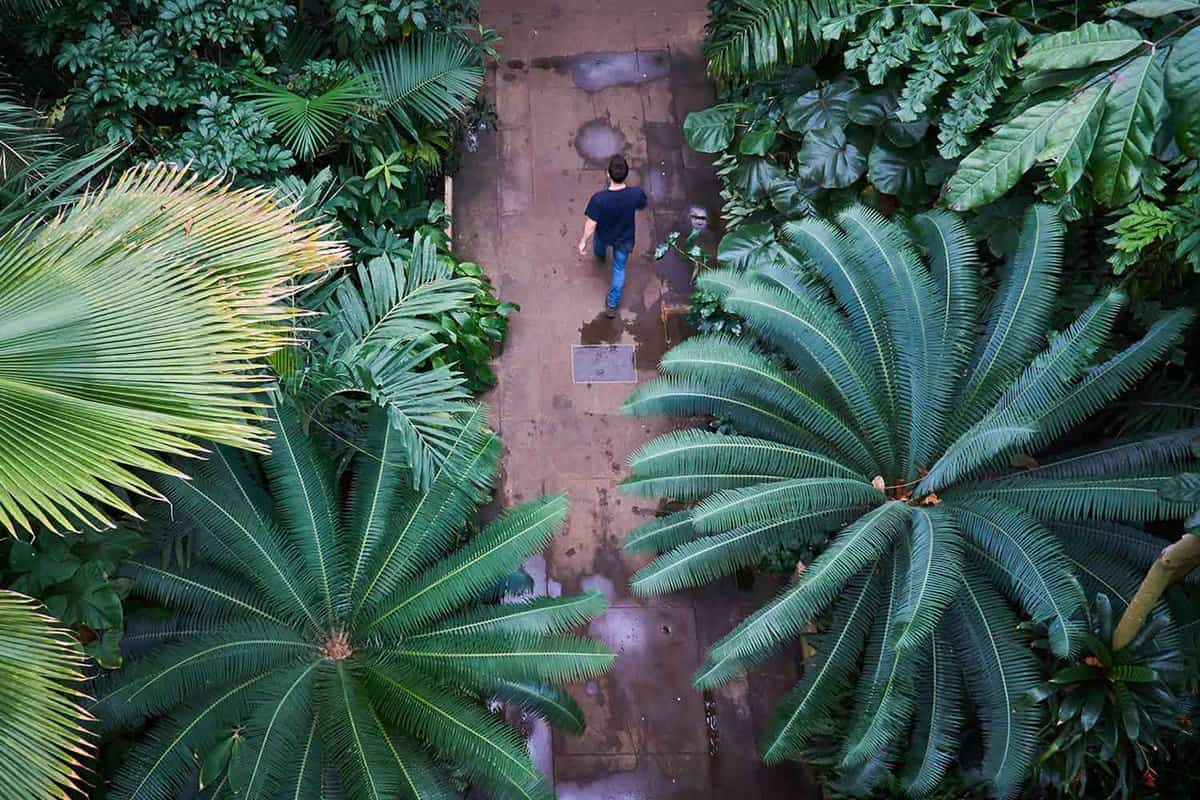 Birds eye view of a pathway in the botanical garden