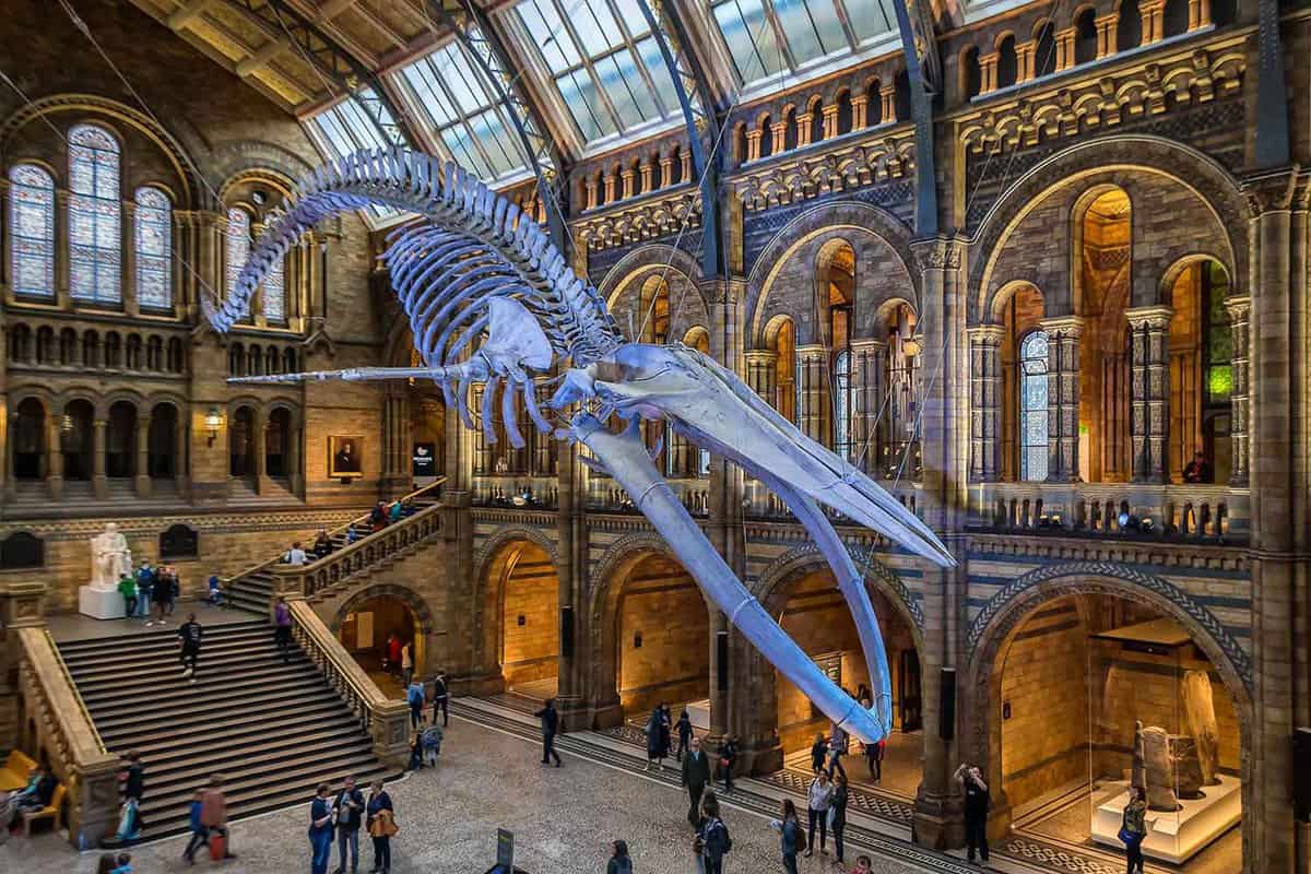 A skeleton of an aquatic animal hung above the entrance