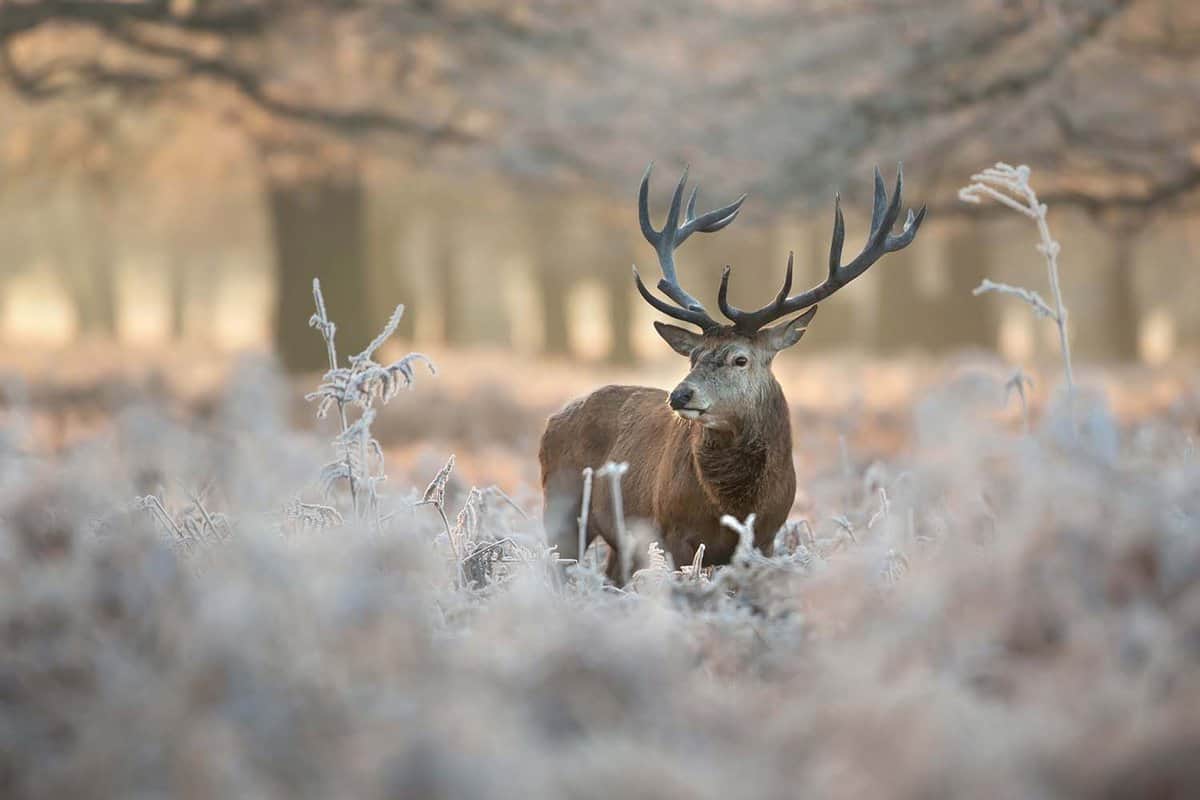 Red deer stag in winter