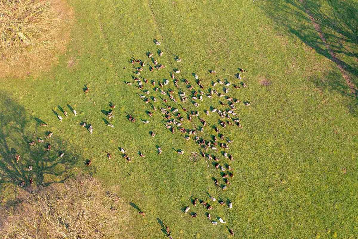 Birds eye view of the deer in the park during the daytime