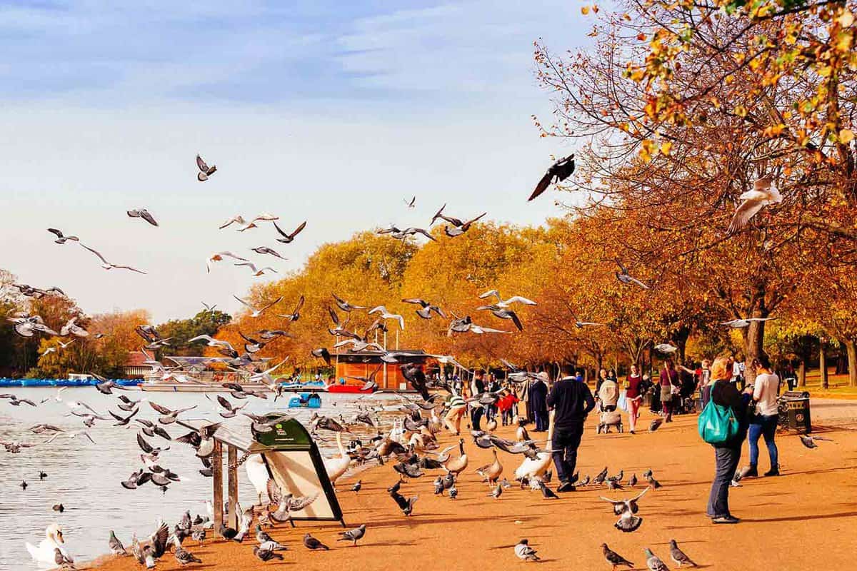 People feeding pigeons nearby a lake in autumn