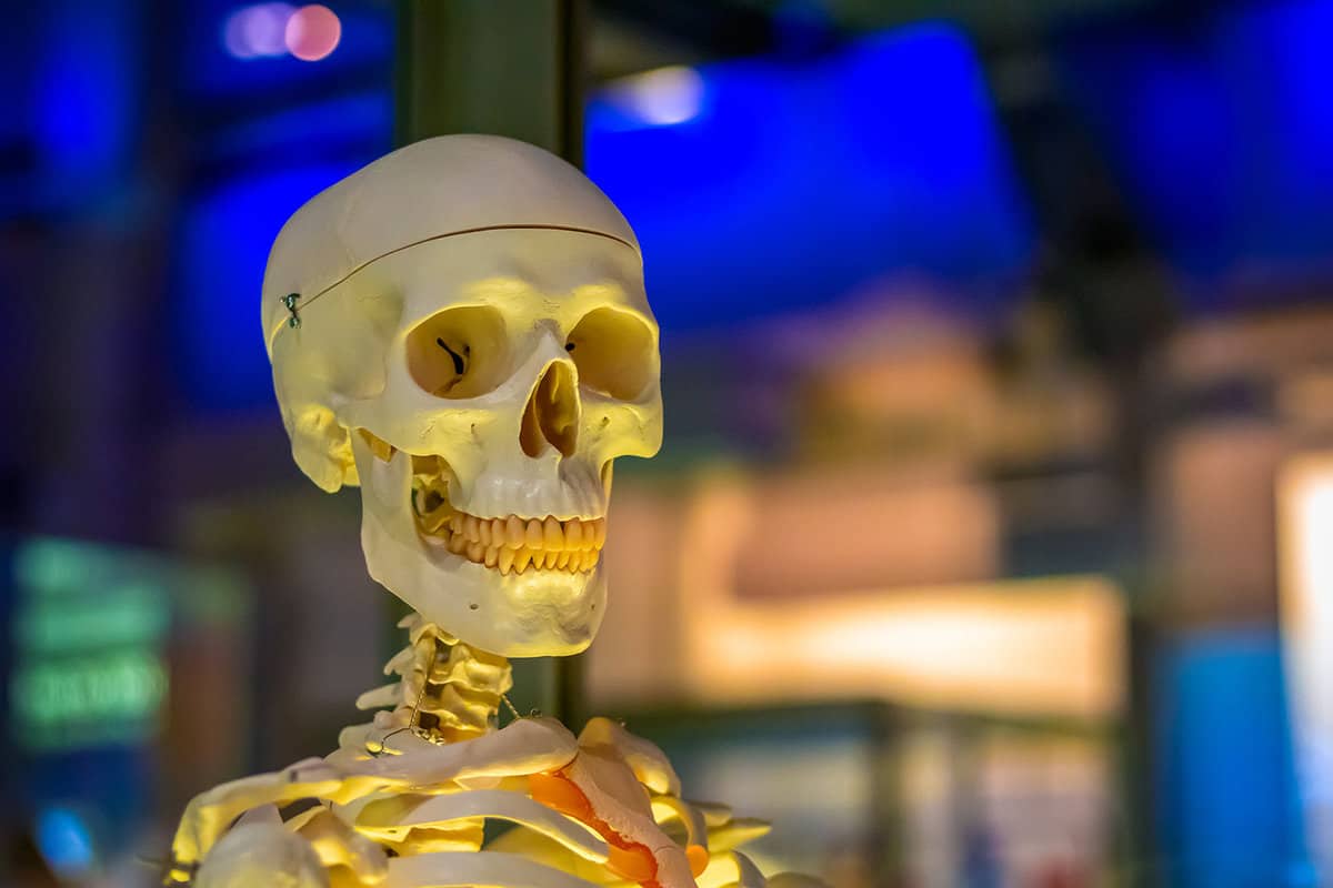 Close up of of a model skeleton