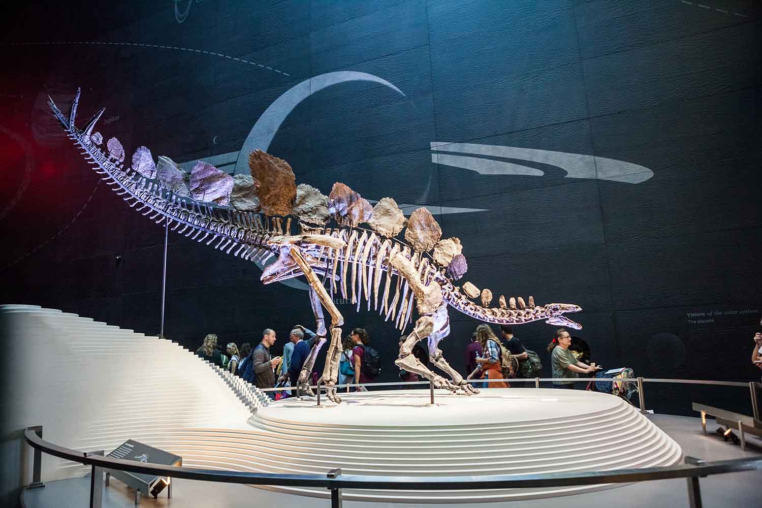 Stegosaurus skeleton on display