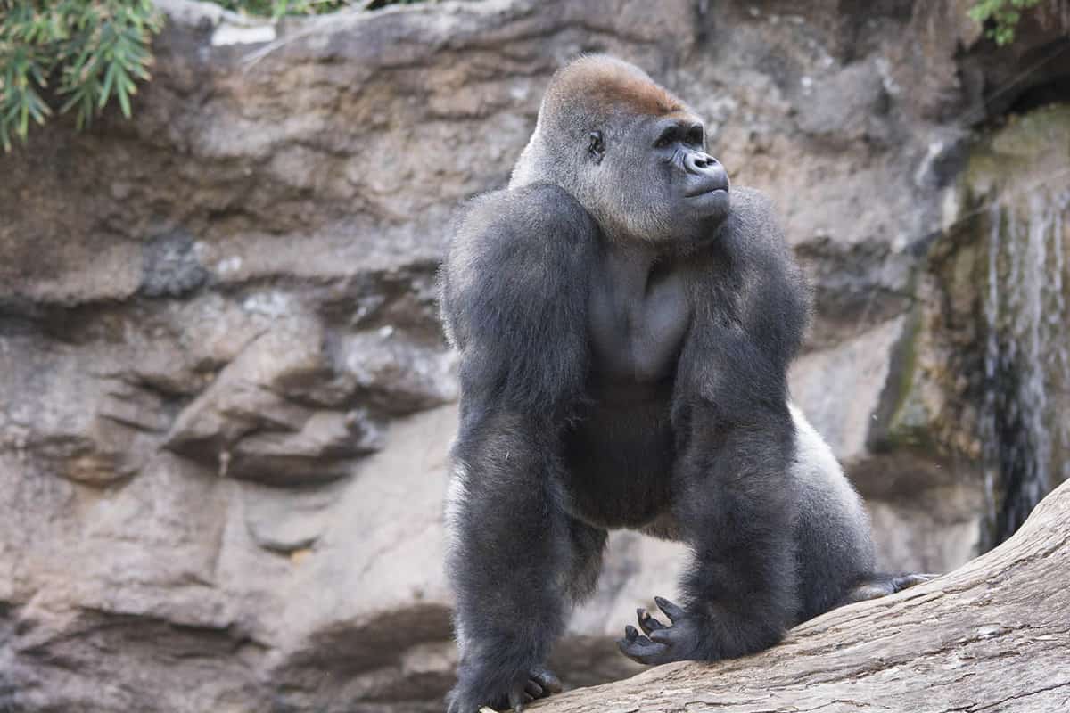 Focus shot of a silverback gorilla in the daytime