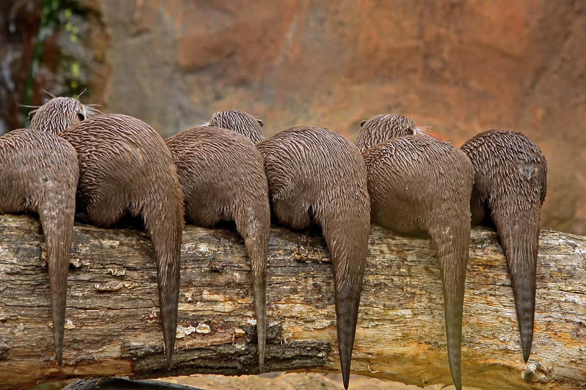 Rear view of a line of otters on a log during the daytime