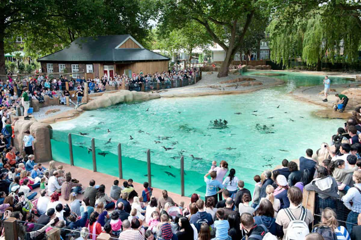 View over crowds gathered around the penguin pool