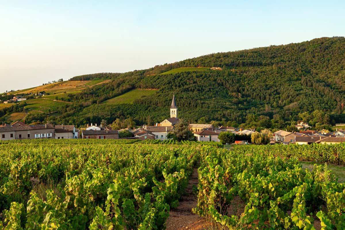 A vineyard with a small medieval village behind