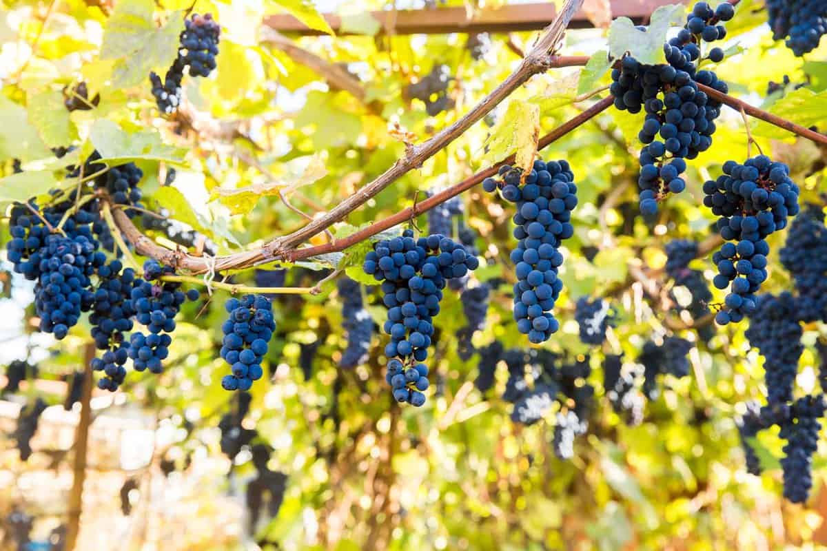 Red black bunches Pinot Noir grapes growing in a vineyard