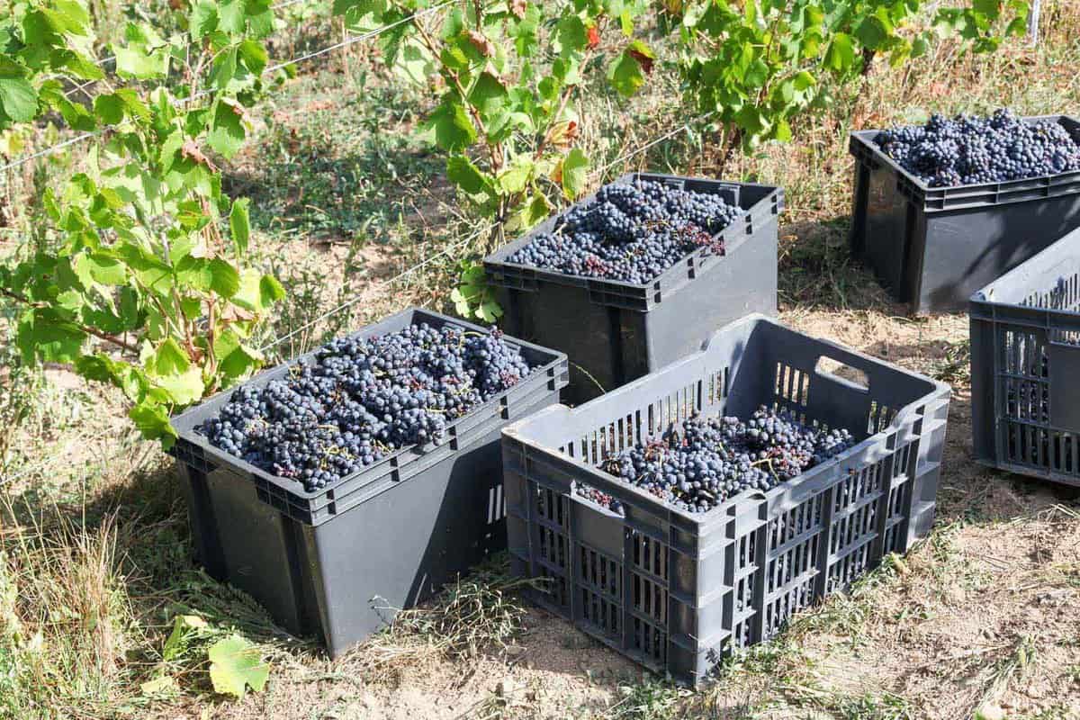 Plastic tubs filled with harvested Pinot Noir grapes