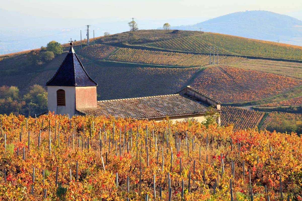 Landscape of vineyards with a small chapel in autumn