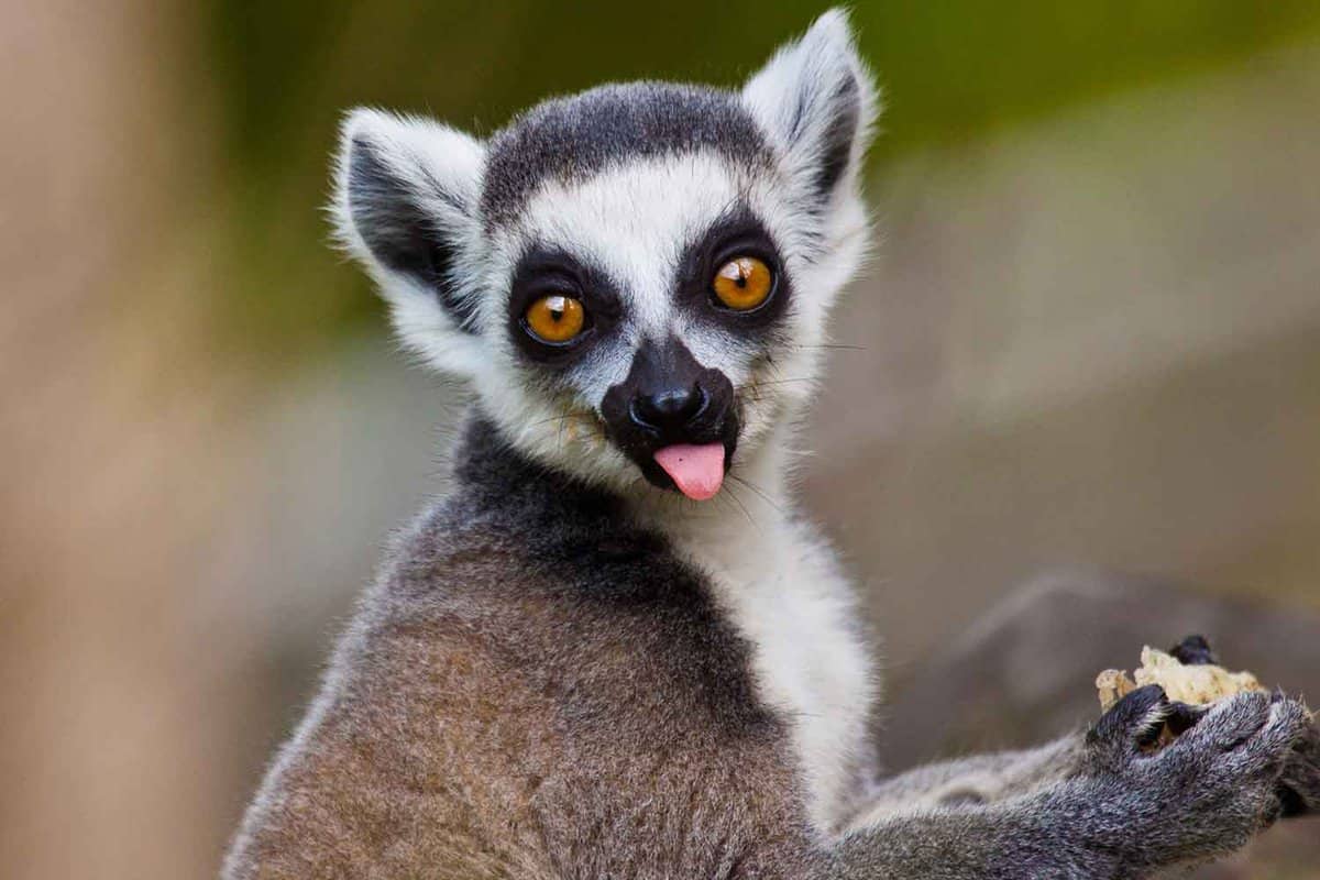 A close-up image of a ring-tailed lemur with its tongue sticking out.