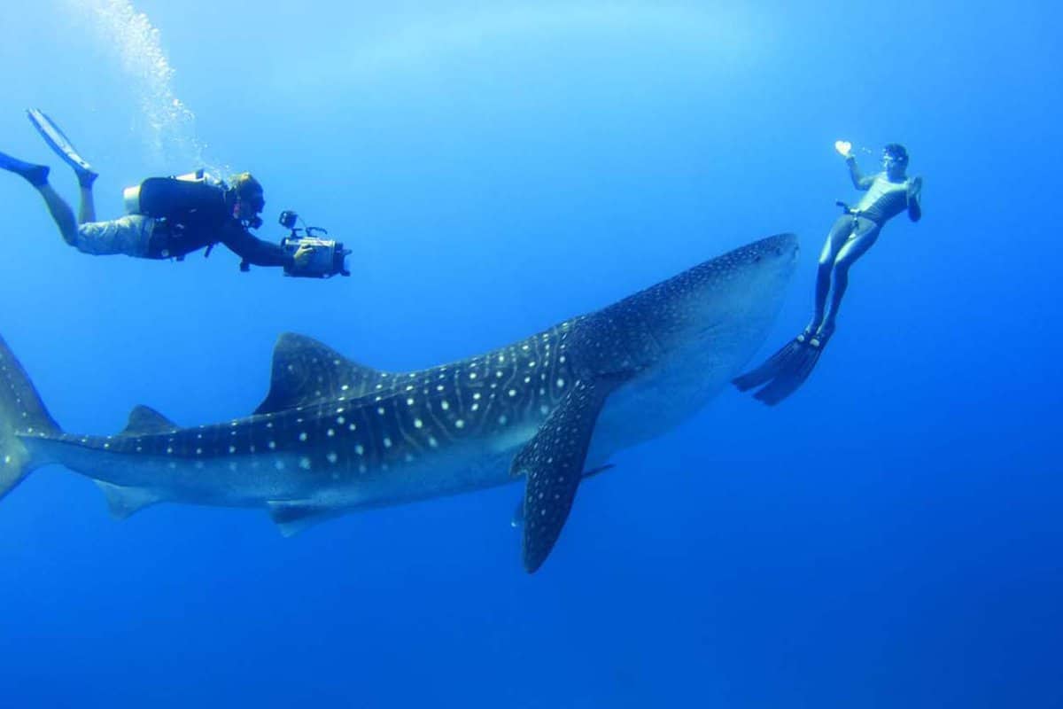 Large whale shark with two divers swimming around it