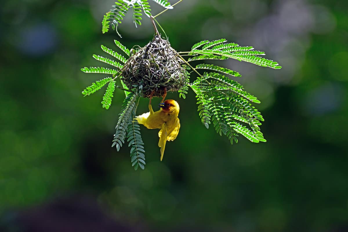 small yellow weaver bird building a nest
