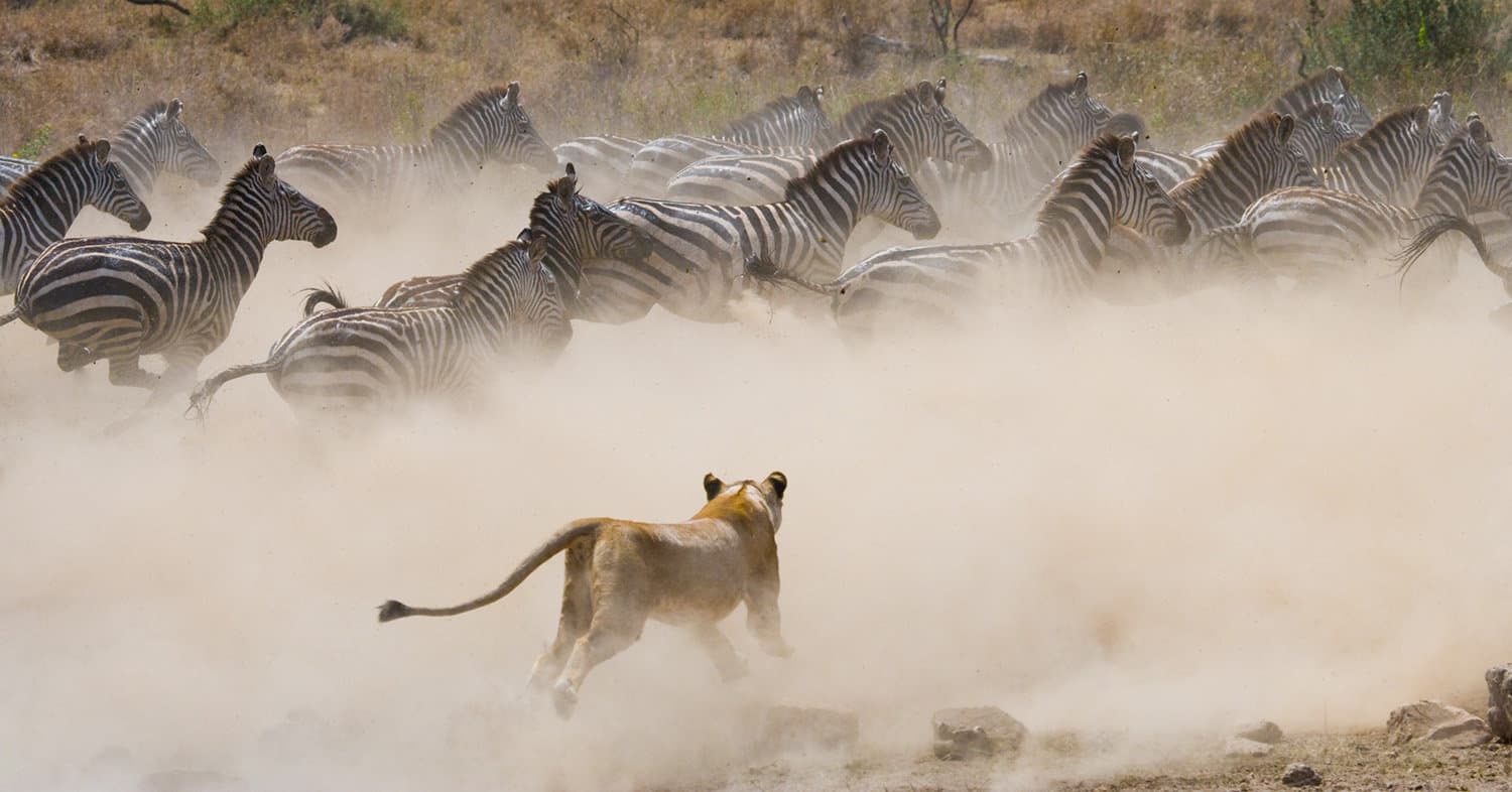 lion chasing zebra and wildebeest