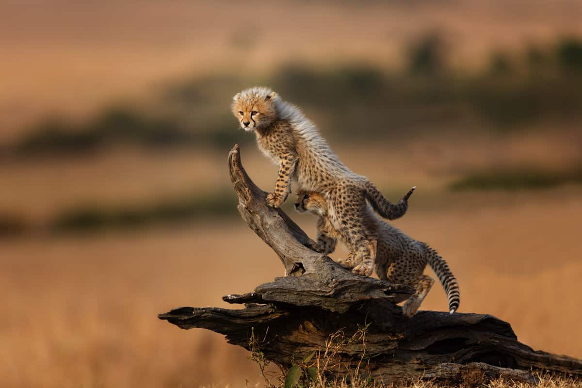 baby cheetah standing on a log