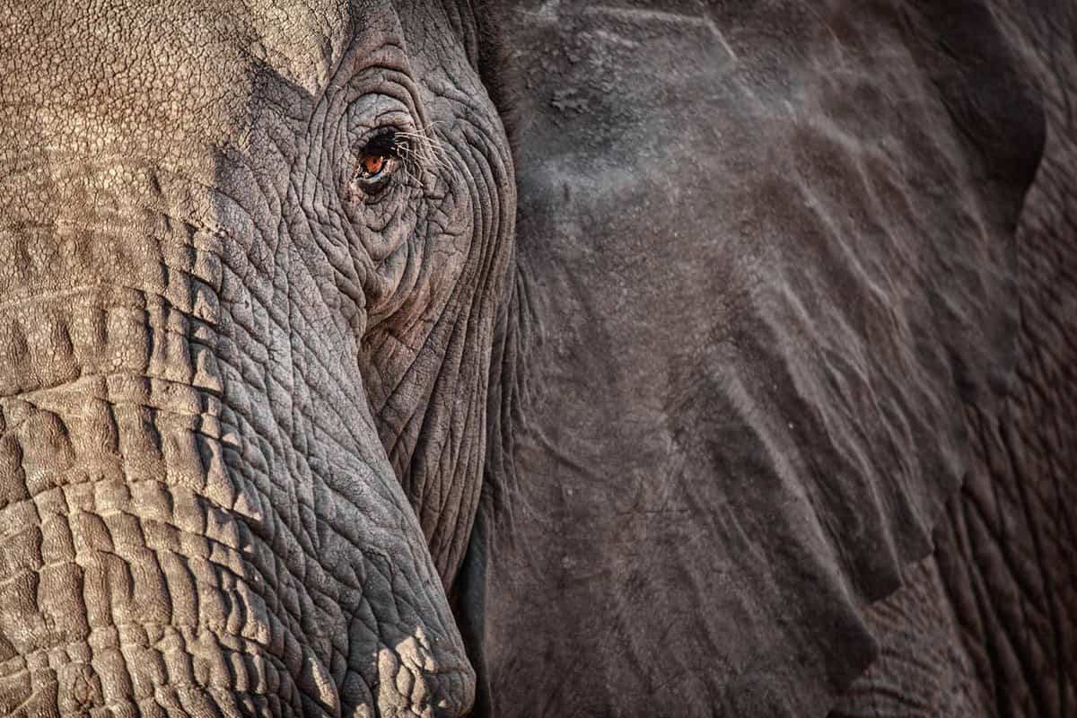 close up of elephants face