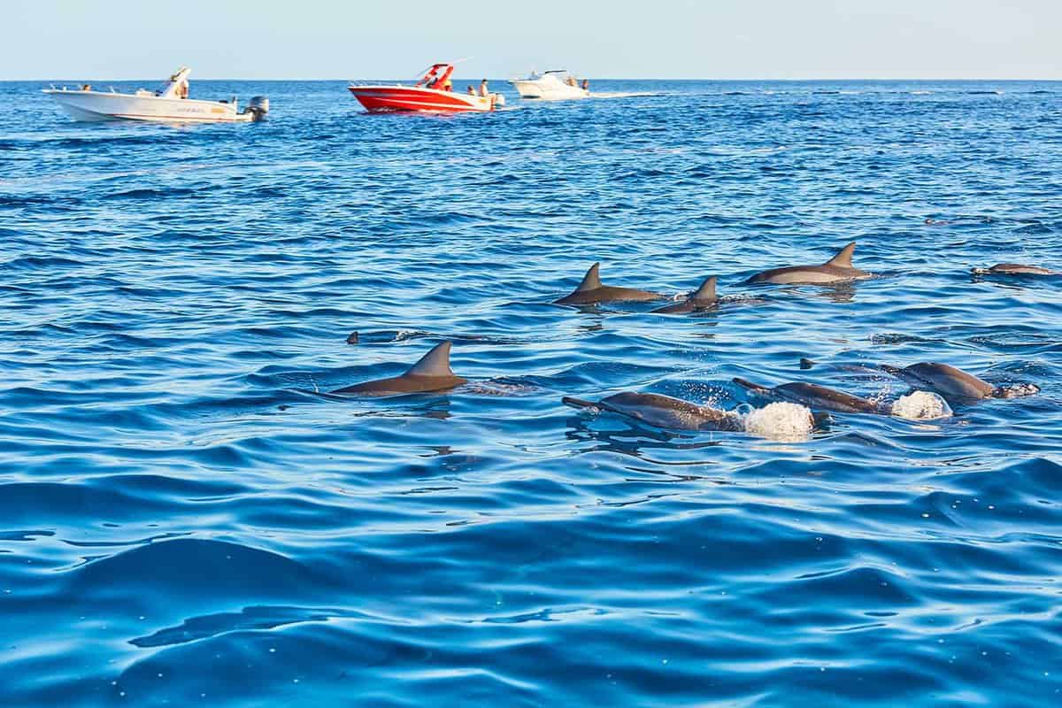 Group of frolicking dolphins, Mauritius, Indian ocean