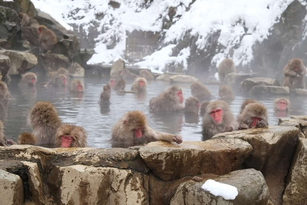 group of snow monkeys bathing in an onsen in Nagano