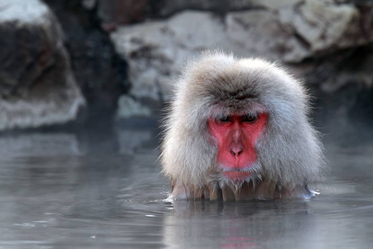 red-faced snow monkey in onsen bath