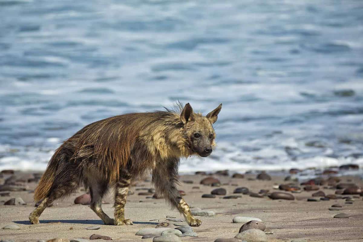 A wolf stalking along the Skeleton Coast