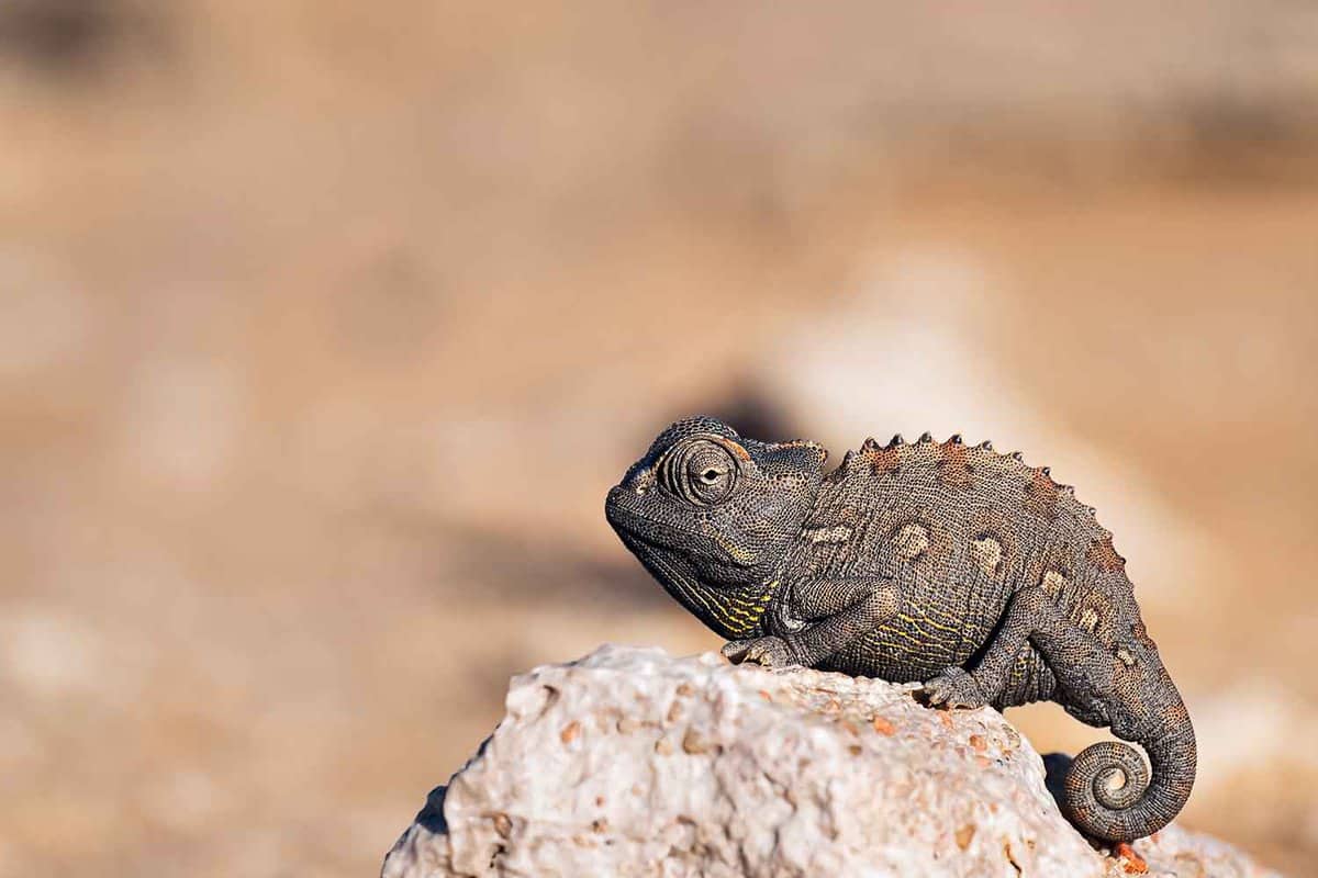 Chameleon in the nambia desert in swakopmund - close-up shot - desert animal