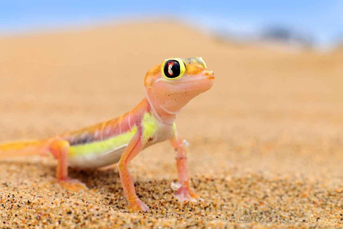 Close up of a pink and green gecko in the Namib desert