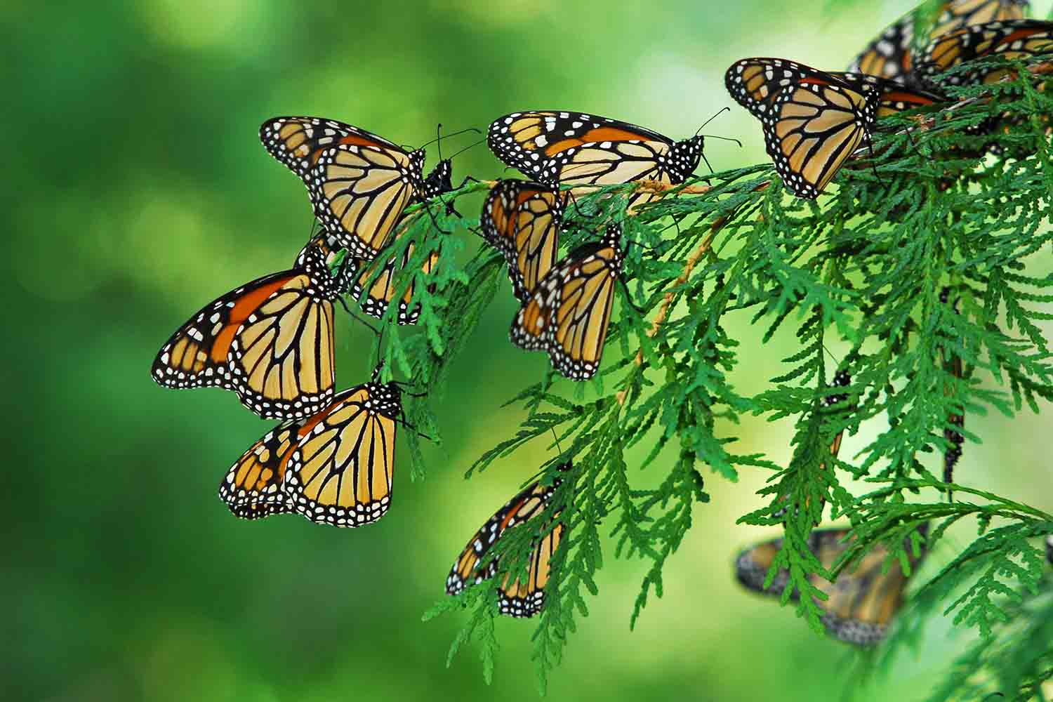 Monarch Butterfly Migration