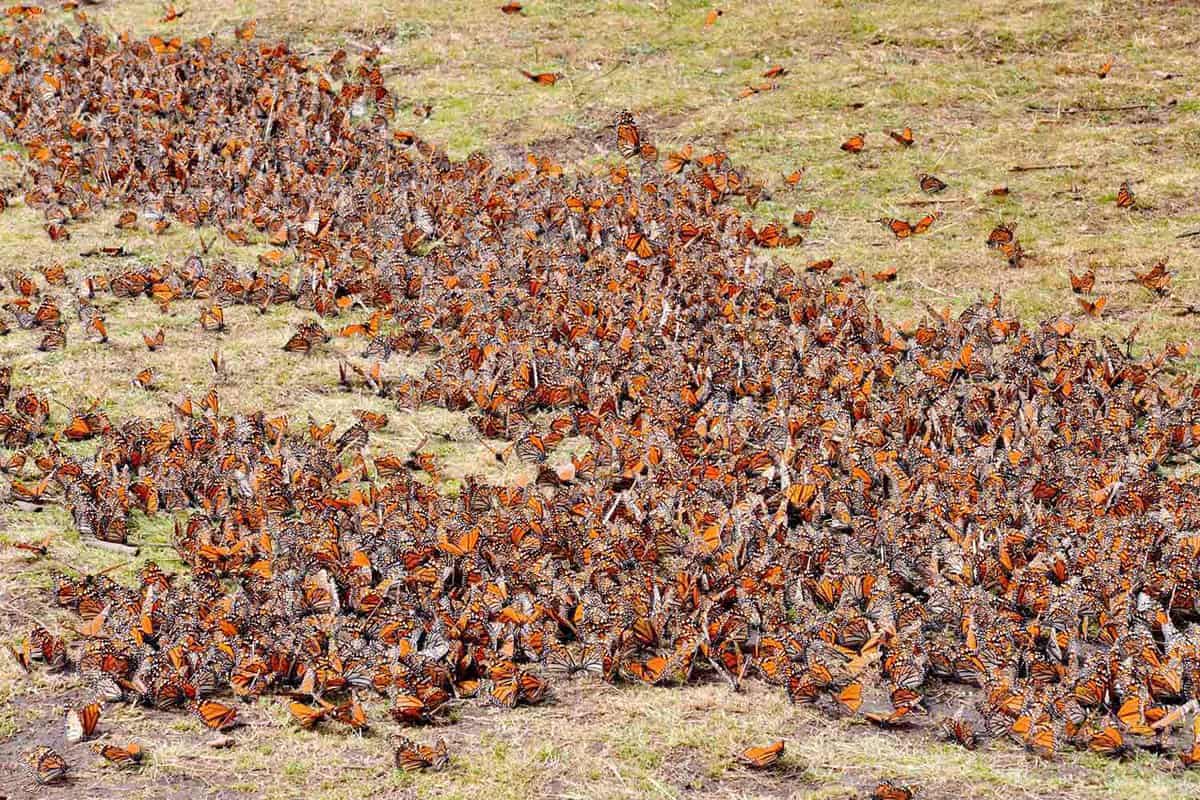 Monarch Butterfly Migration | World's greatest natural wonders