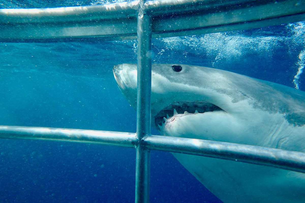 Close up of great white shark head just outside of the cage