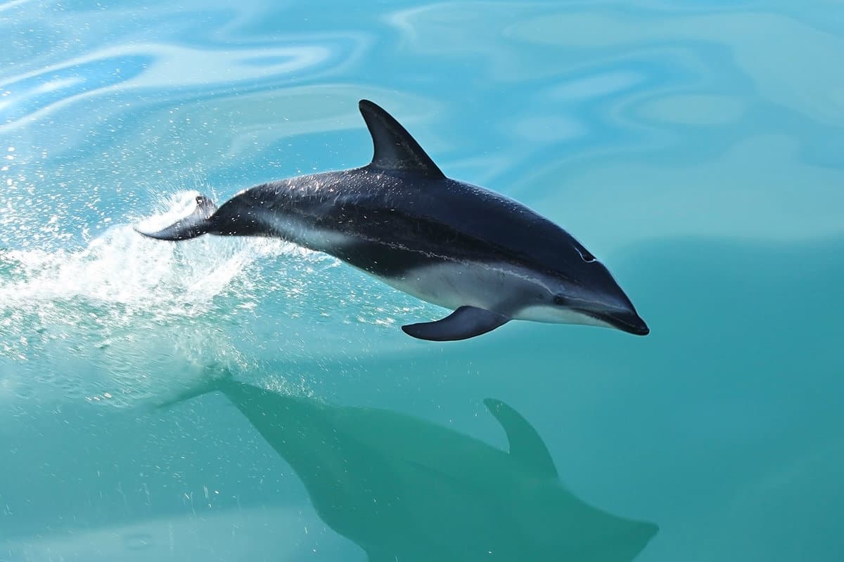 Dusky Dolphin Jumps From Ocean in Kaikoura, New Zealand