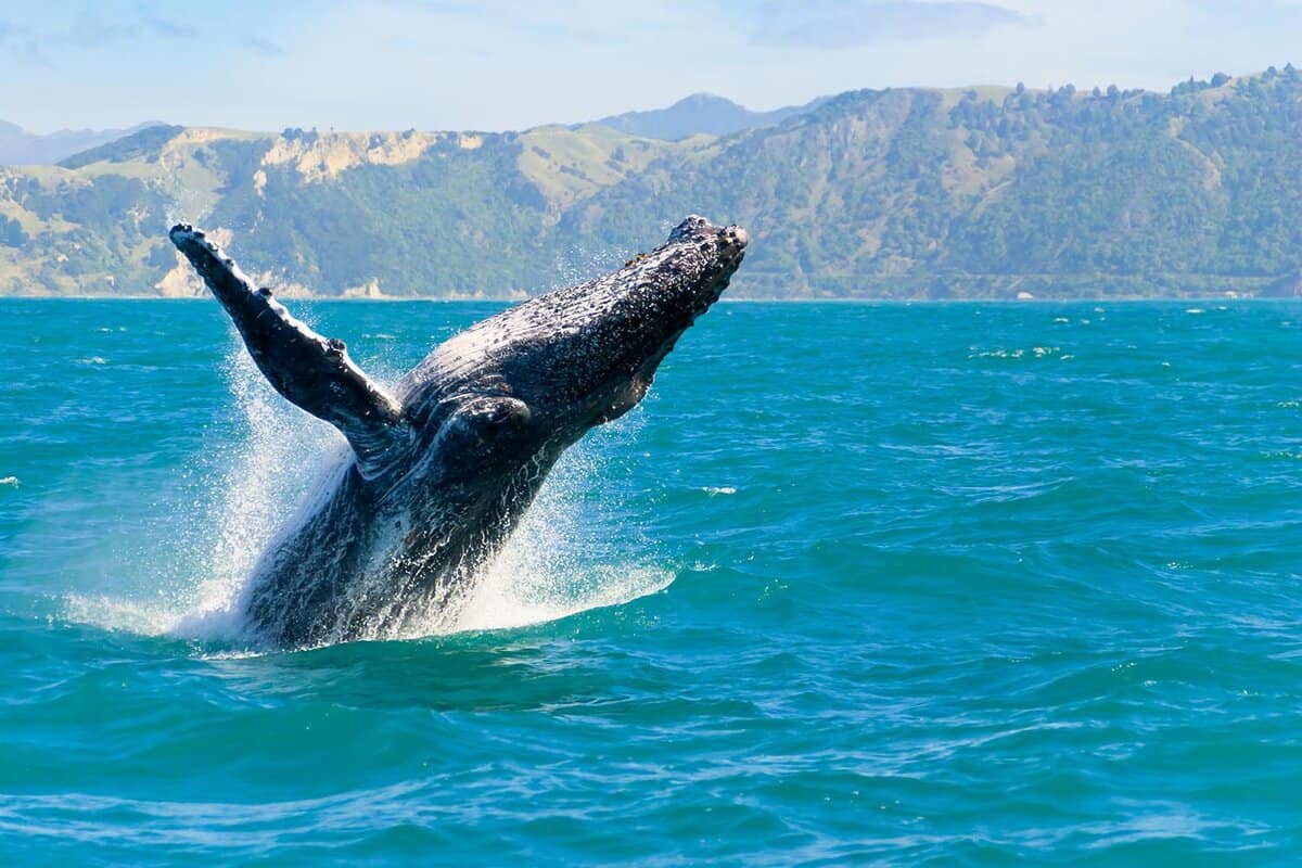 Massive humpback whale playing in water captured from Whale watching boat in Kaikoura, New Zealand. The animal is on its route to Australia