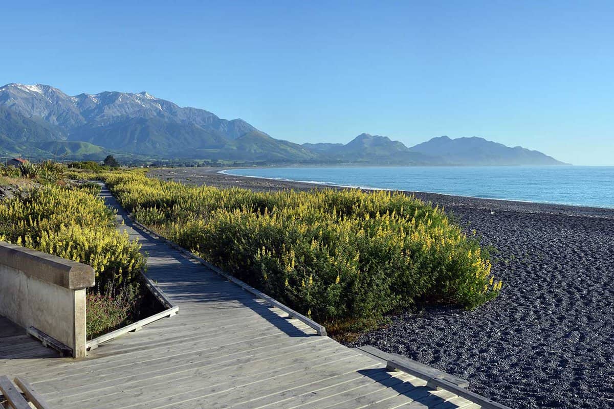 Kaikoura Boardwalk, Mountains, beach and Spring Lupins Panorama early in the morning.