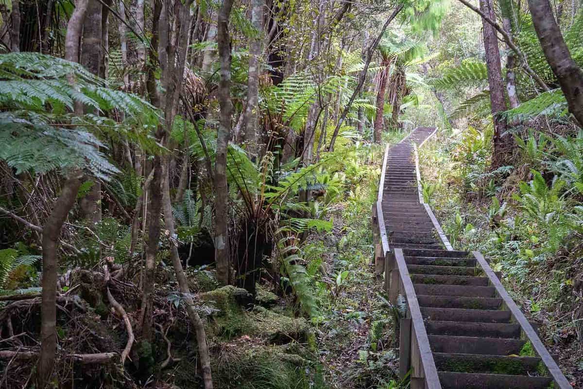 Staircase leading through dense forest jungle. Shot made on Stewart Island (Rakiura), New Zealand