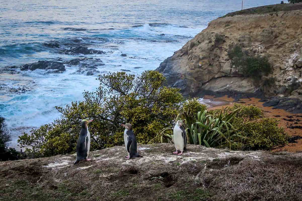 Penguins in the South Island
