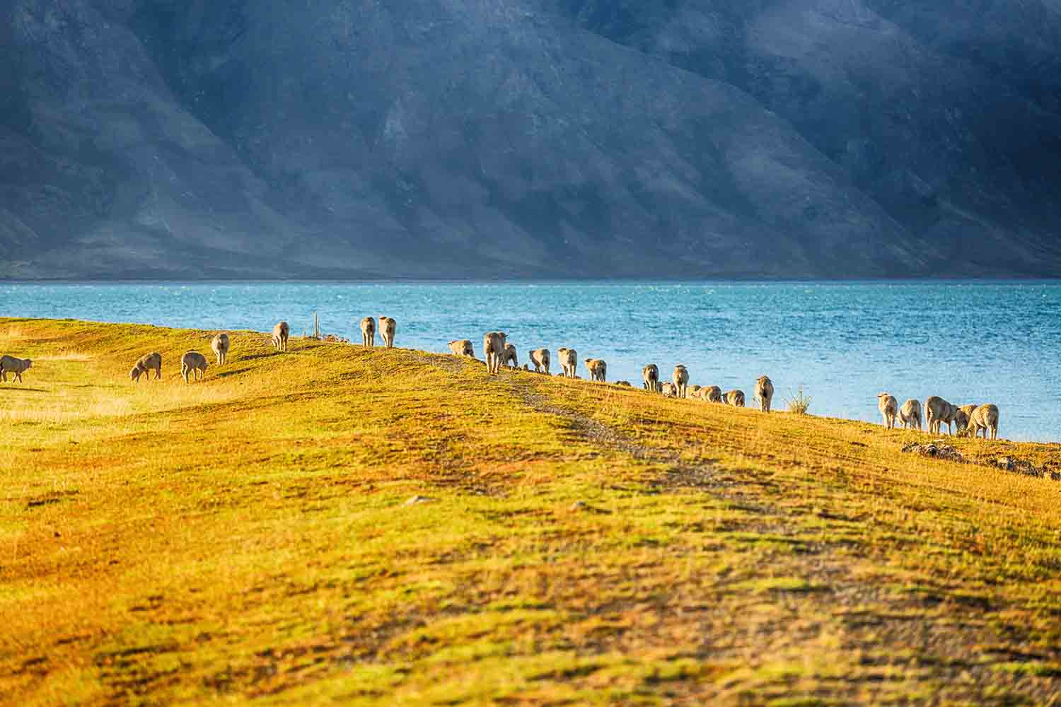 View of Sheep on the meadow at morning near lake wanaka, South Island New Zealand.