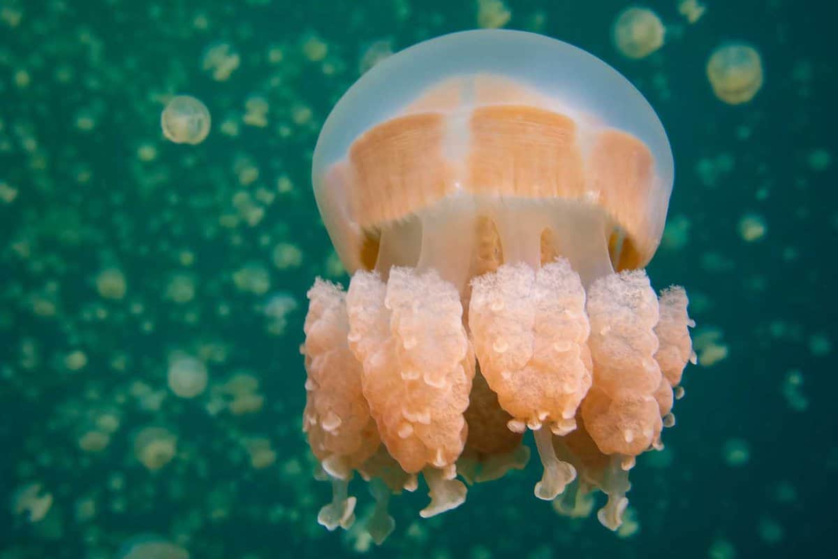 Close up of a golden jellyfish