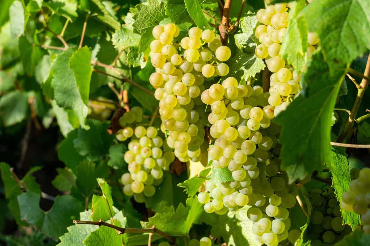 Close up vine green grape in champagne vineyards at montagne de reims