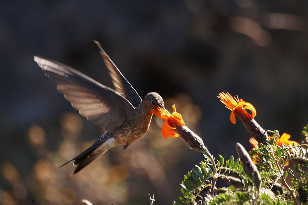 A dark grey hummingbird drinks from an orange flower