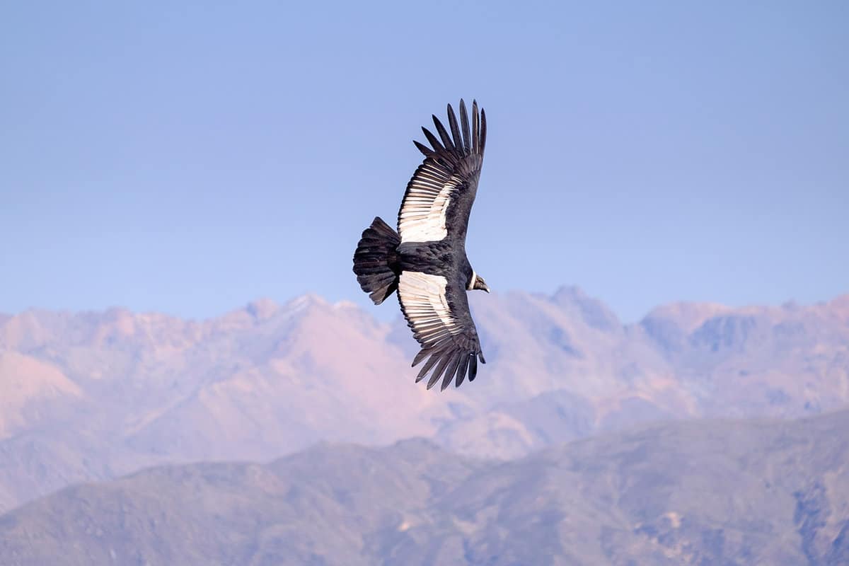 A condor flying horizontally against mountains