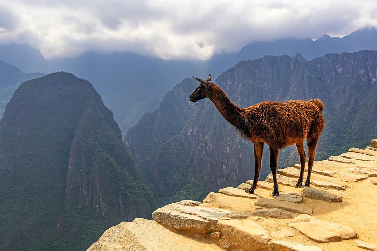 An alpaca looks over a mountainous view