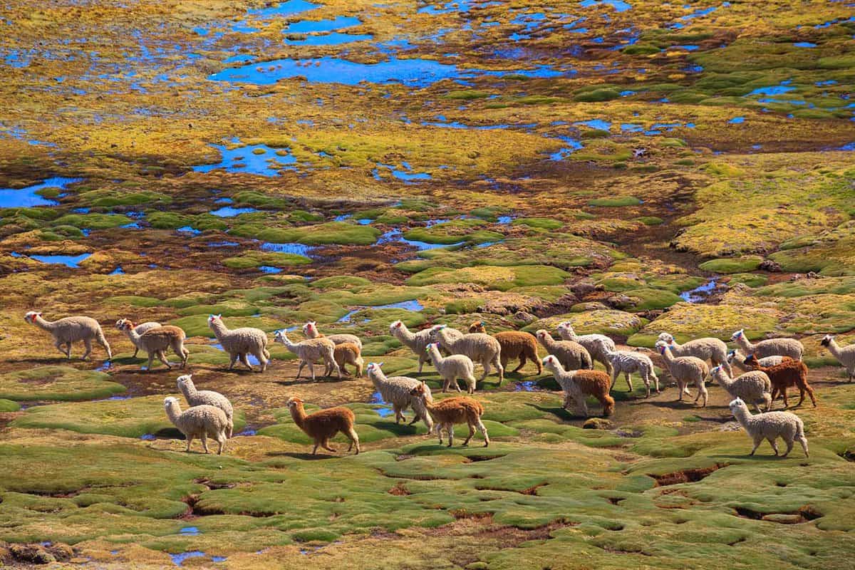 Alpacas walking across a wet and grassy plain