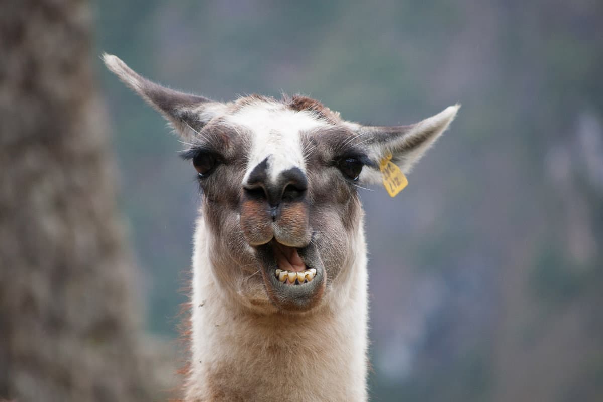 A close up of a llama chewing