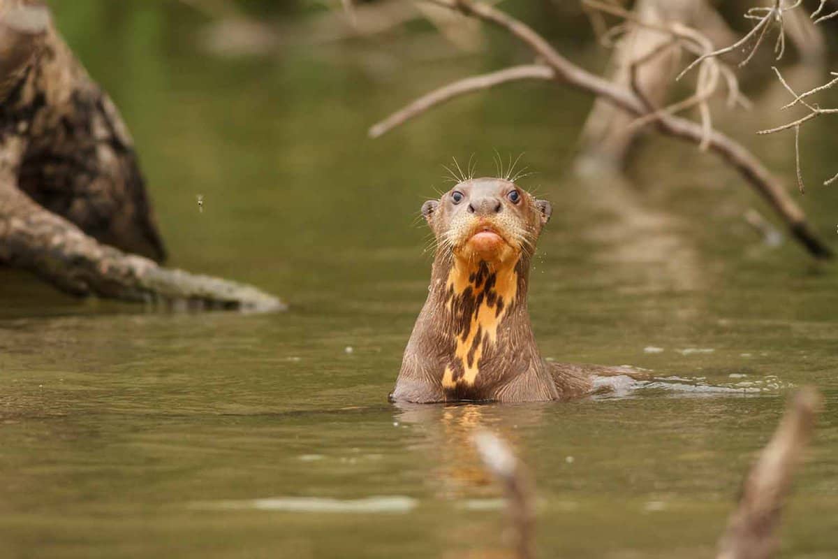 An otter standing up in the river