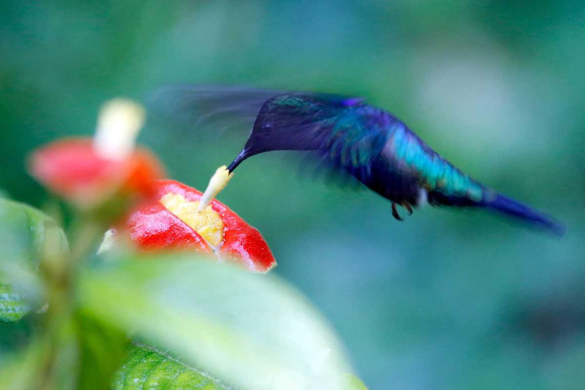 A hummingbird drinking from a red jungle flower